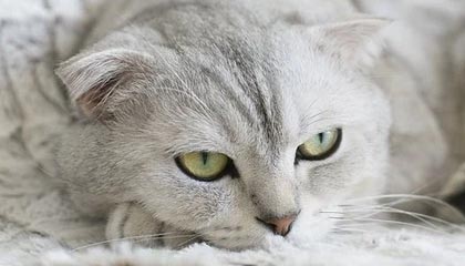 媒体人晒女篮赛场片段：女篮以第四名的成绩结束了本届亚洲杯